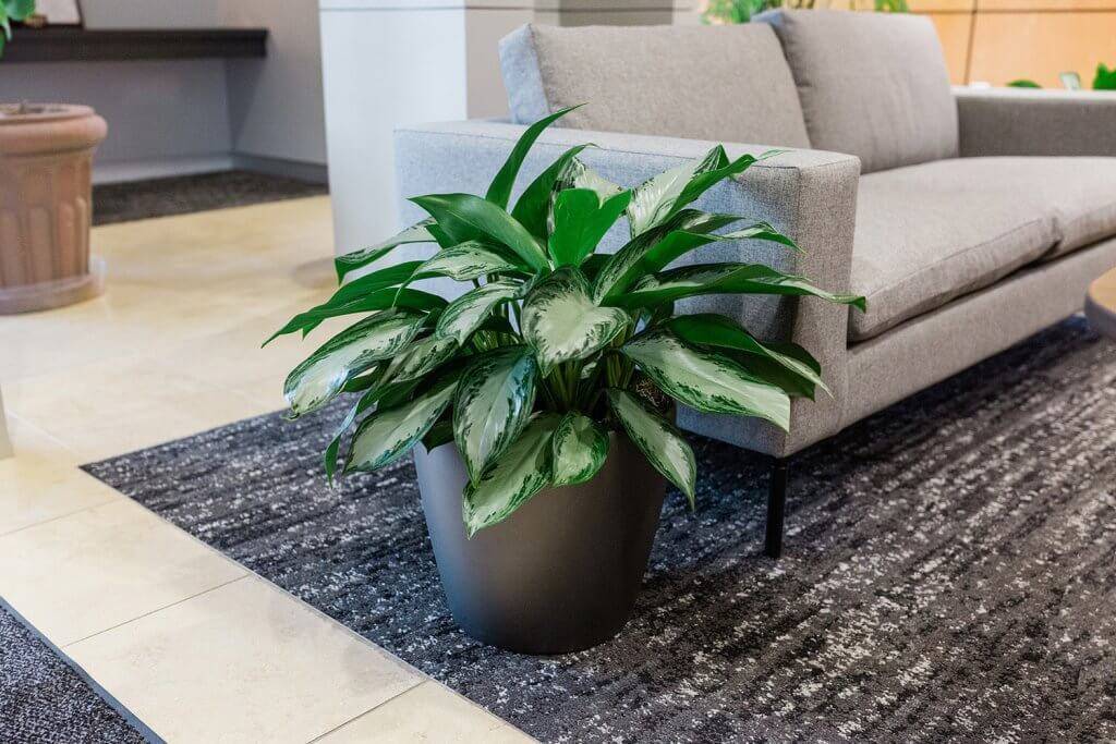 Planter in an office.