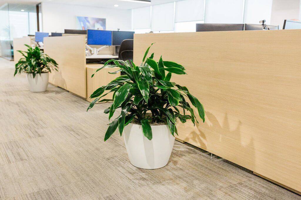 Planter in an office.