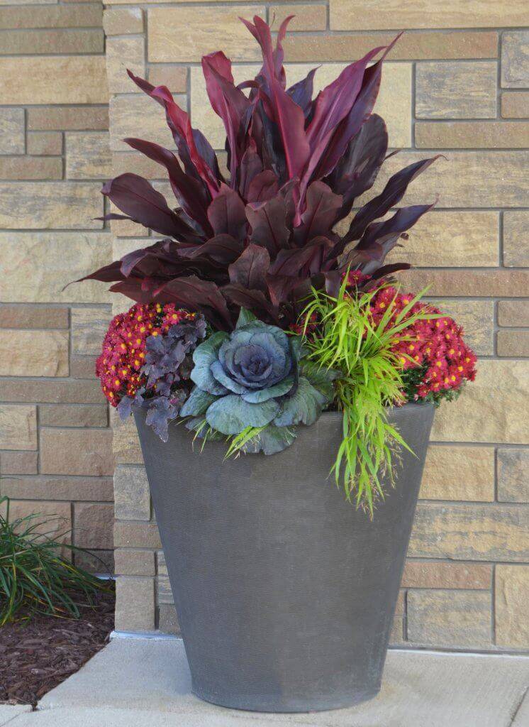 Large planter with tall deep red flowers.