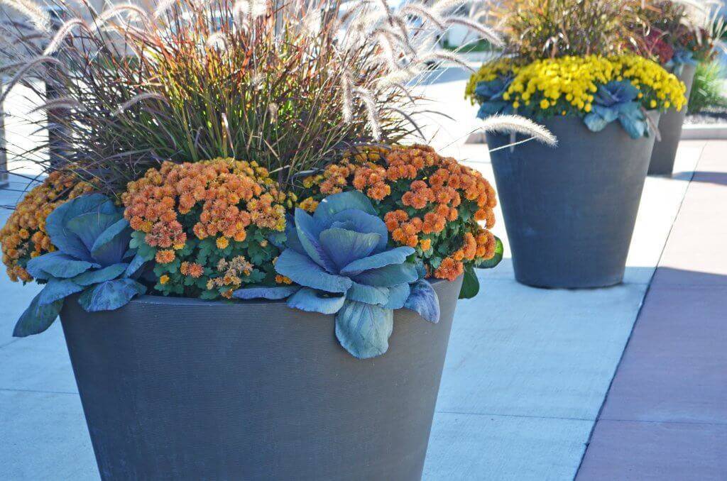 Large planter with orange and mums and grey succulent.