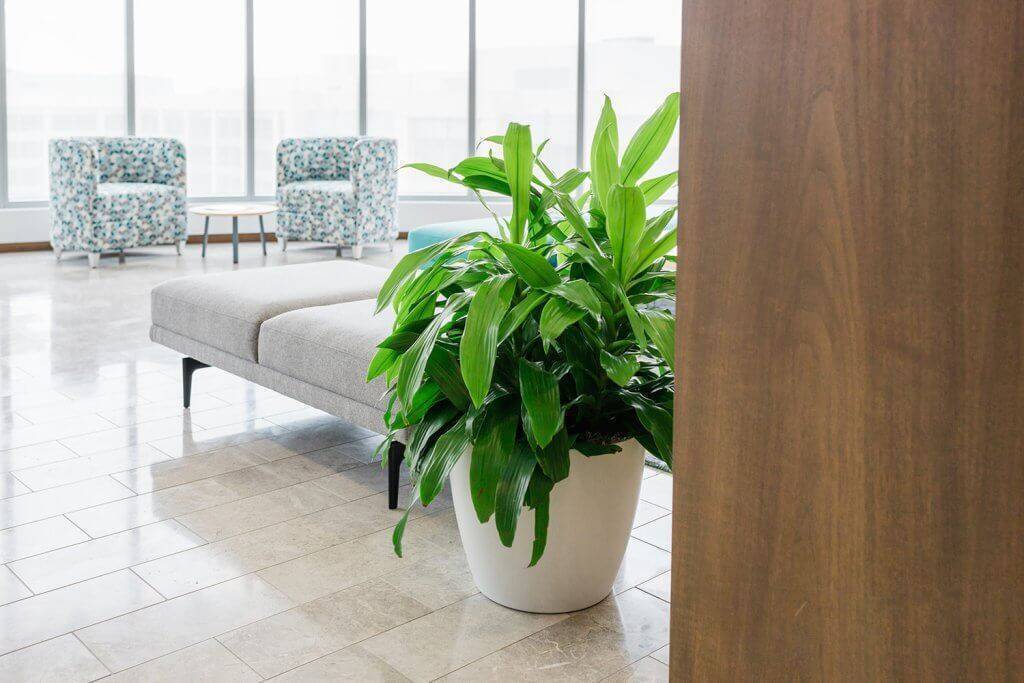 Large planter in an office.