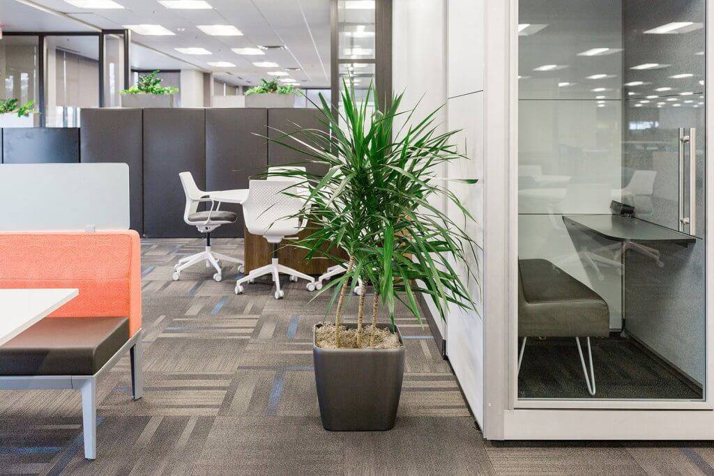 Large plant in an office.