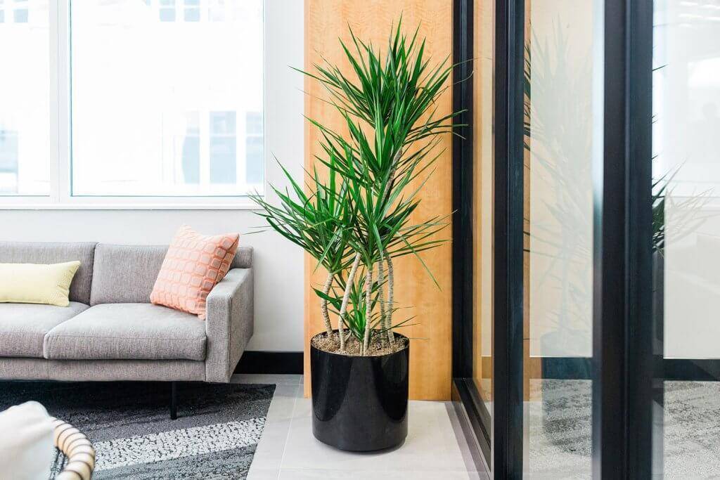 Plant in an office.