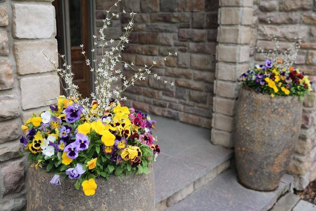 Purple and yellow flowers in a planter near an entryway.