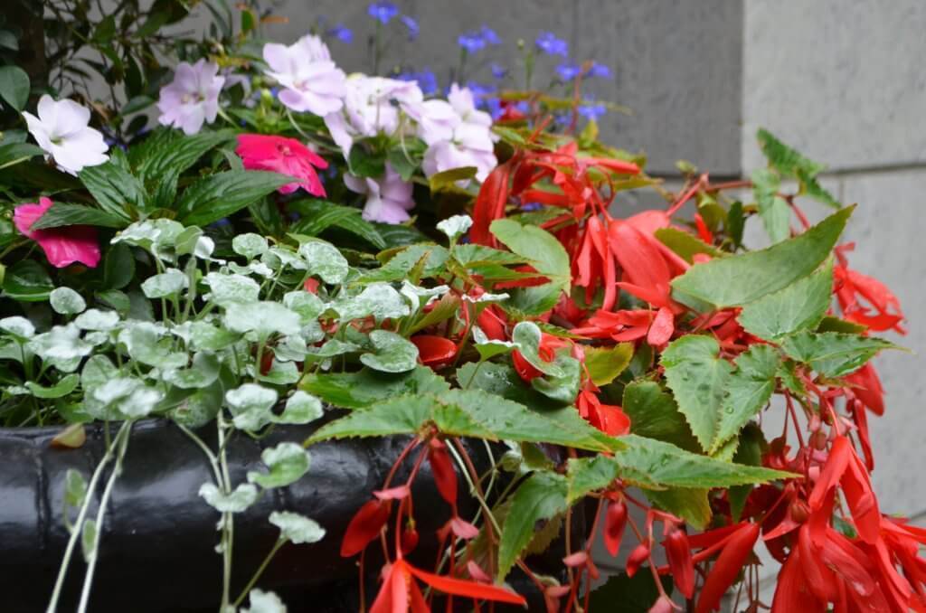 Red, green and purple flowers in a planter.