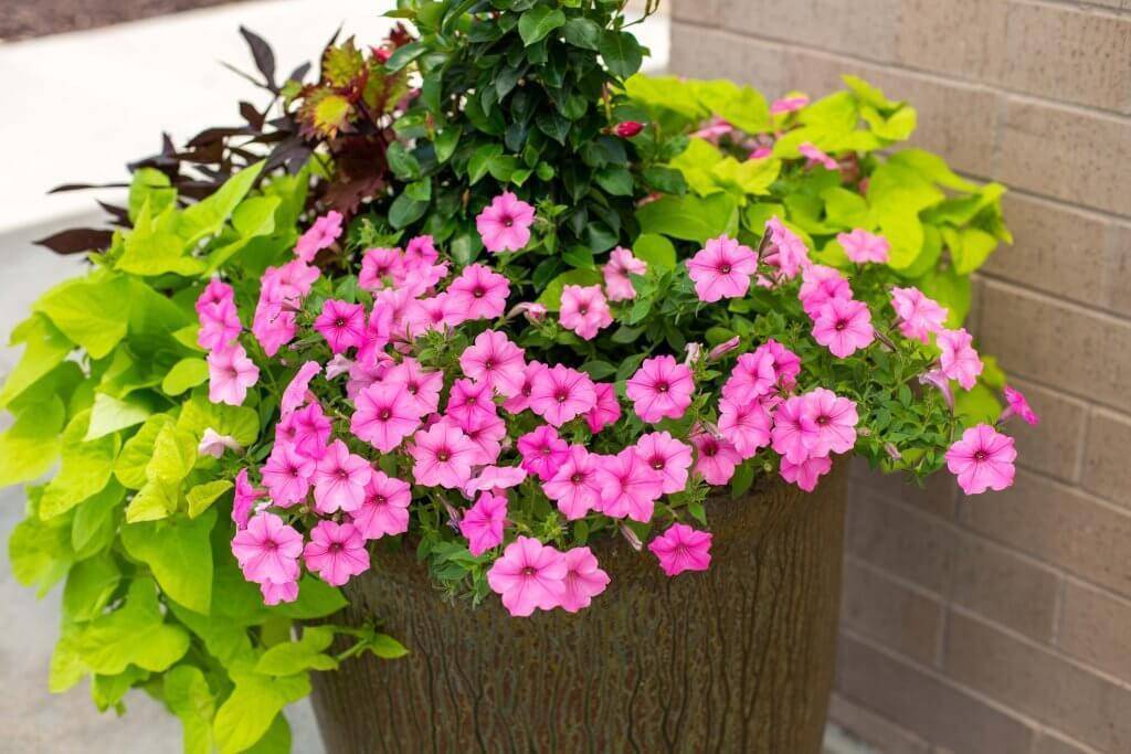 Large planter with pink and green flowers.