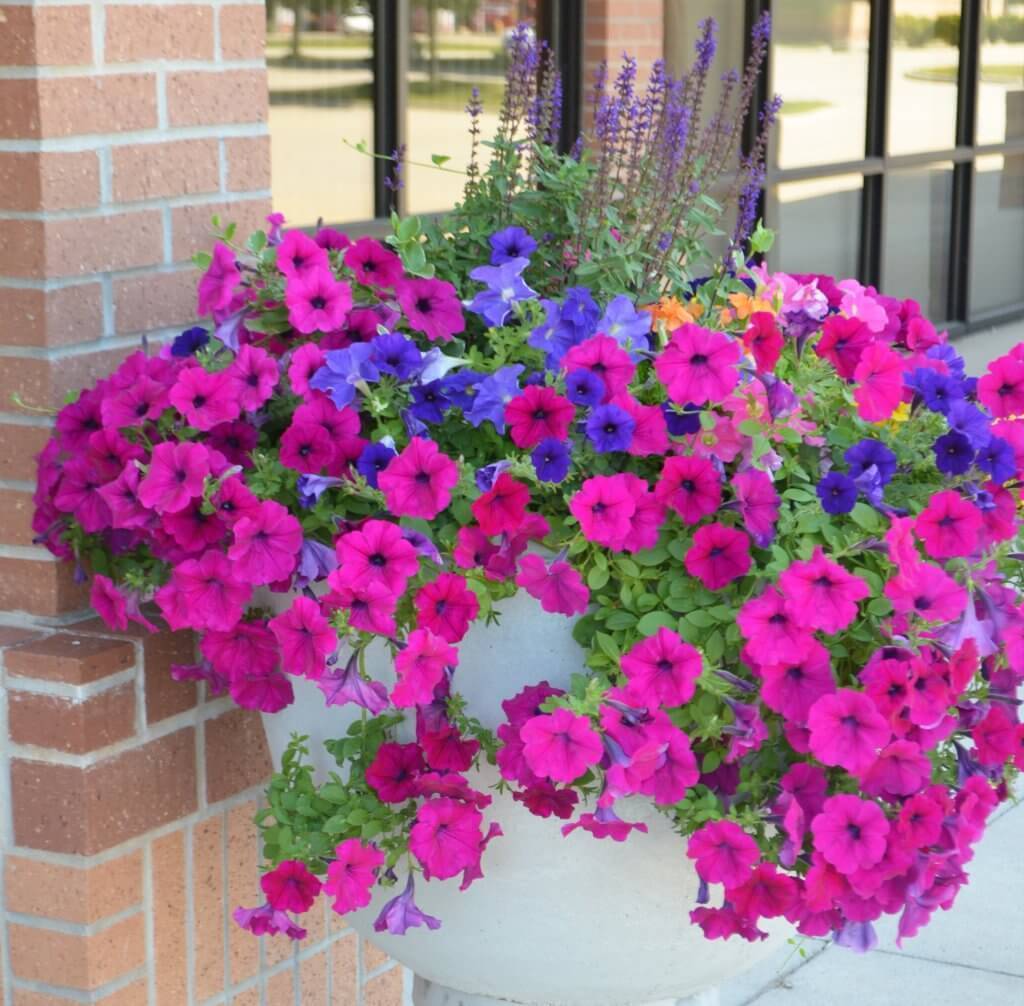 Large pink and purple planter.