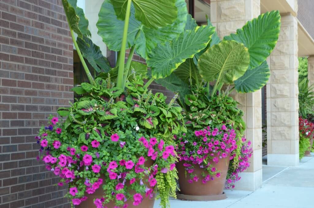 Large planters with purple and green flowers.